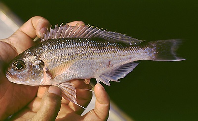 Xenochromis hecqui 'Kipili'